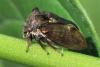 Centrotus cornutus